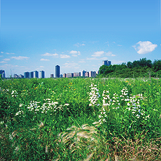 イメージ写真　在来の野草を植えて再生された、アメリカはシカゴ郊外の草原。グリーンインフラという概念のもと、自然再生事業、ビオトープ事業は、世界ではスタンダードになっている。